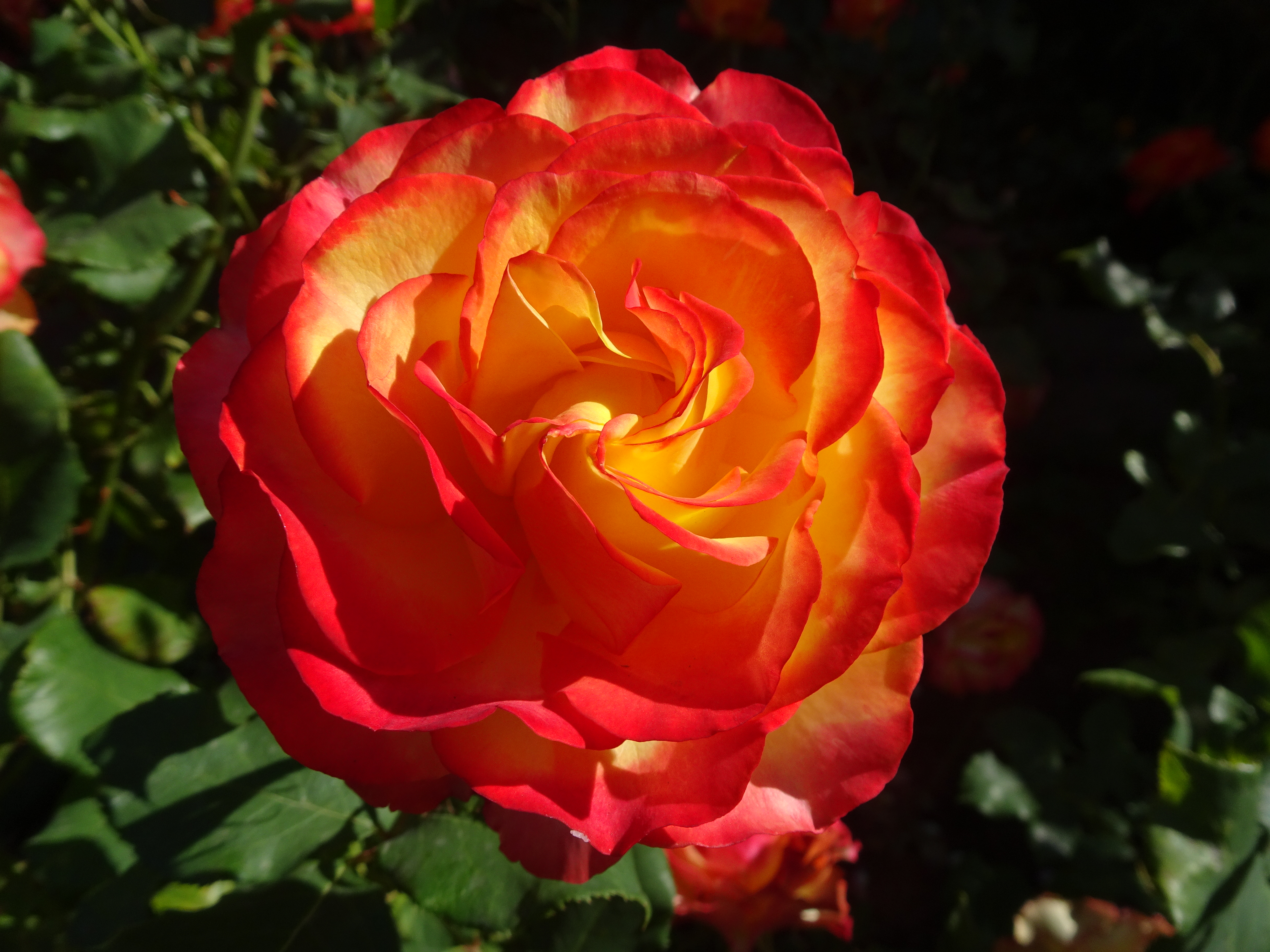 DSC00731