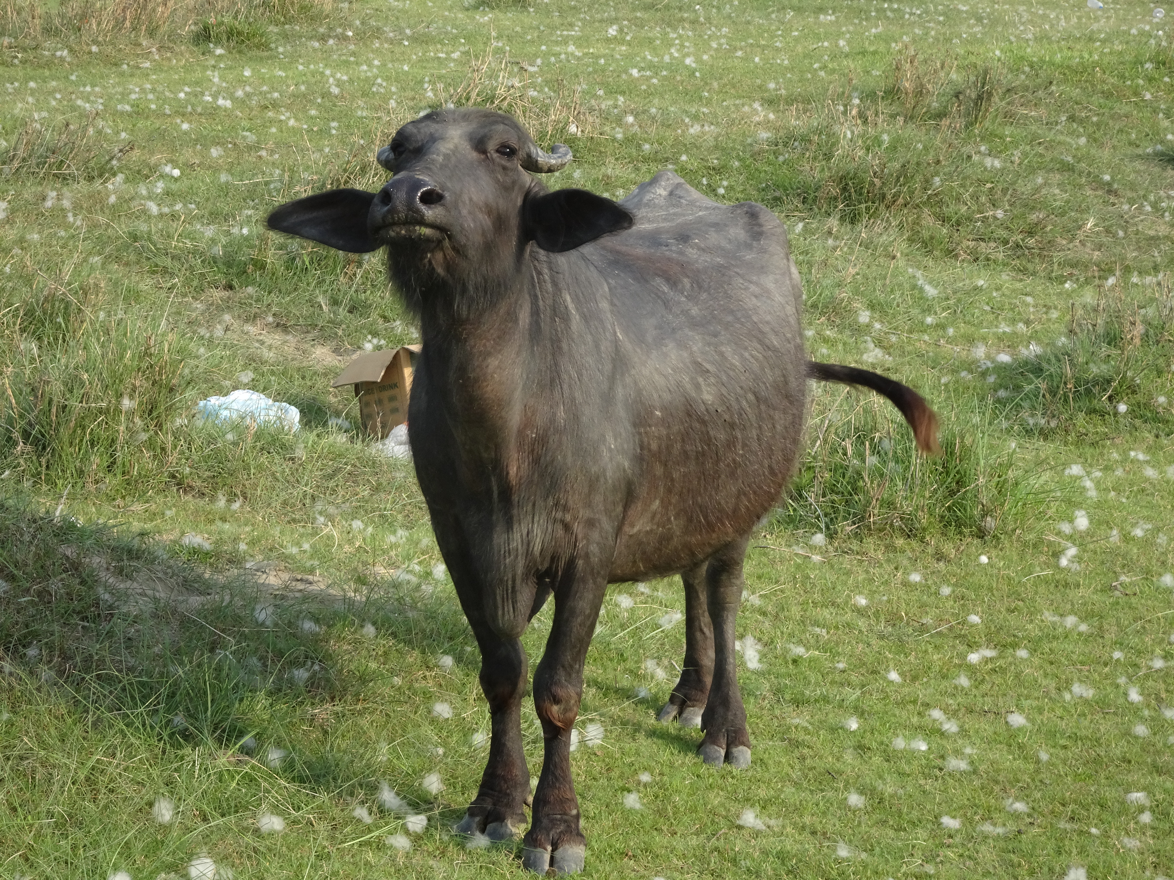 DSC06709