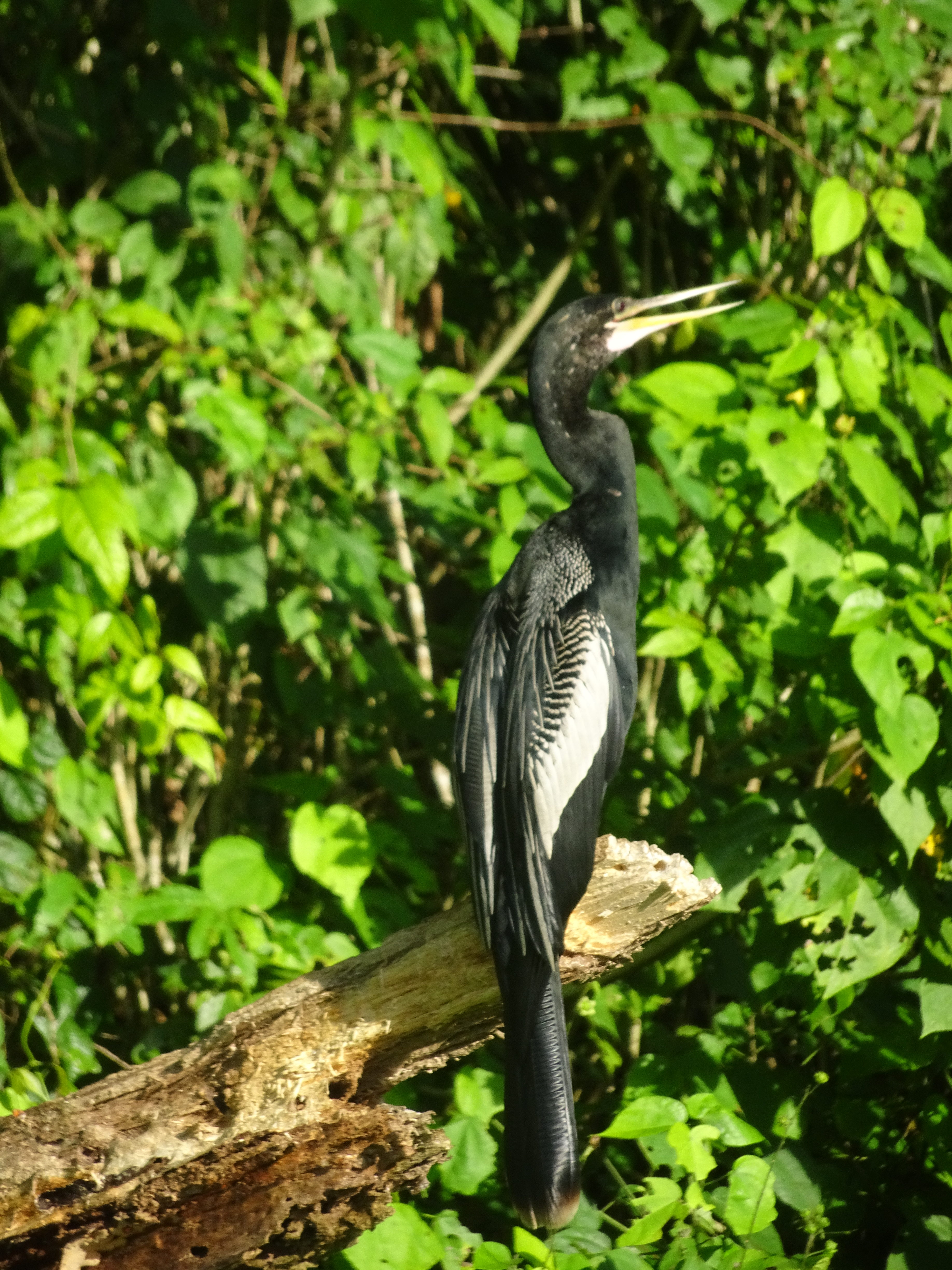 DSC03909